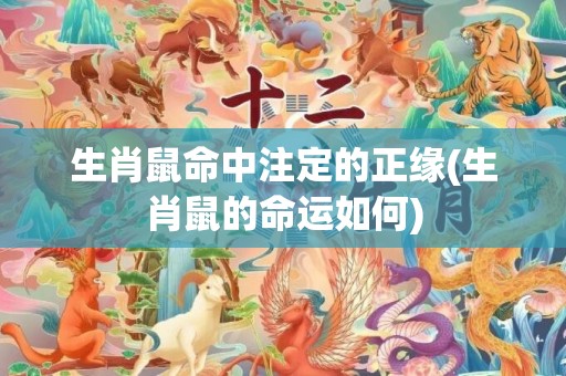 生肖鼠命中注定的正缘(生肖鼠的命运如何)