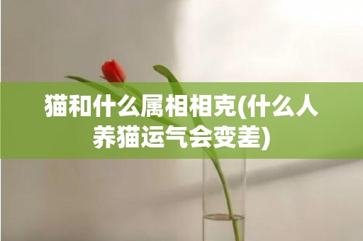 猫和什么属相相克(什么人养猫运气会变差)