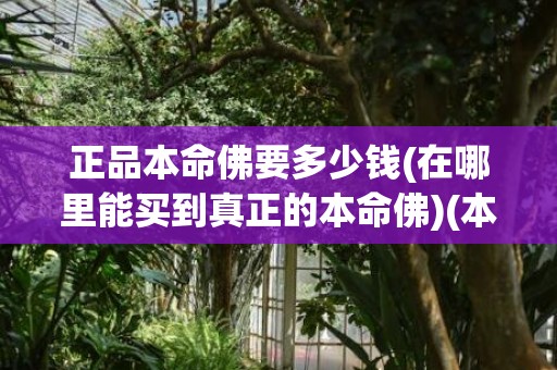 正品本命佛要多少钱(在哪里能买到真正的本命佛)(本命佛多少钱一个)