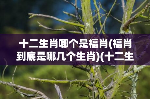 十二生肖哪个是福肖(福肖到底是哪几个生肖)(十二生肖哪个福星高照)