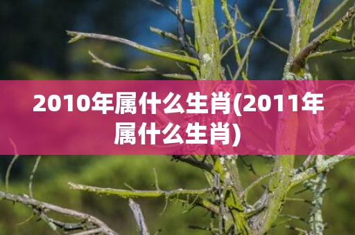 2010年属什么生肖(2011年属什么生肖)