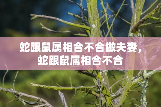 蛇跟鼠属相合不合做夫妻，蛇跟鼠属相合不合