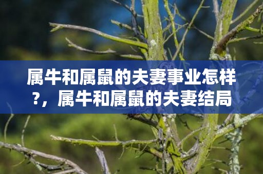 属牛和属鼠的夫妻事业怎样?，属牛和属鼠的夫妻结局