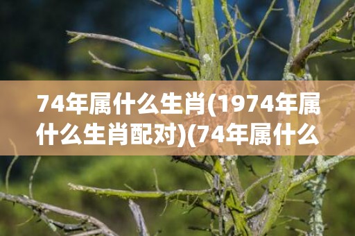 74年属什么生肖(1974年属什么生肖配对)(74年属什么生肖)