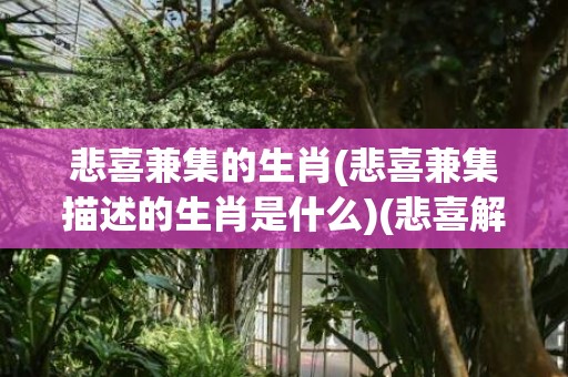 悲喜兼集的生肖(悲喜兼集描述的生肖是什么)(悲喜解一个生肖)