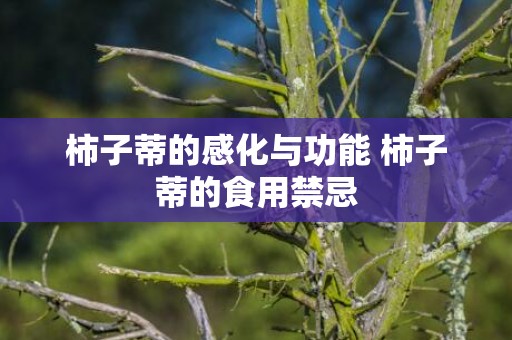 柿子蒂的感化与功能 柿子蒂的食用禁忌