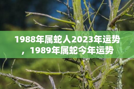 1988年属蛇人2023年运势，1989年属蛇今年运势