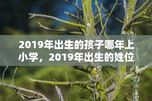 2019年出生的孩子哪年上小学，2019年出生的姓位男孩如何起名，宜用什么字