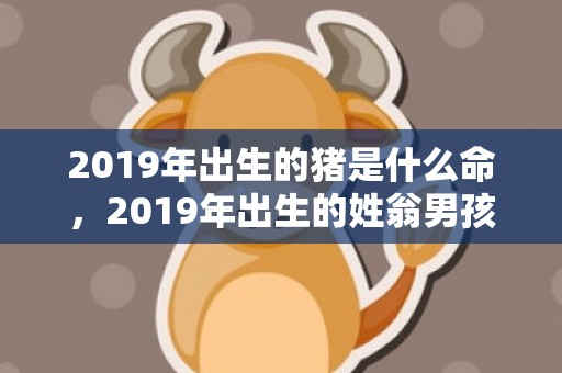 2019年出生的猪是什么命，2019年出生的姓翁男孩如何起名，宜用什么字