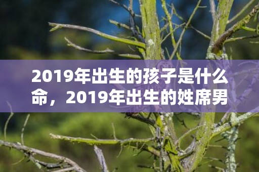 2019年出生的孩子是什么命，2019年出生的姓席男孩如何起名，宜用什么字