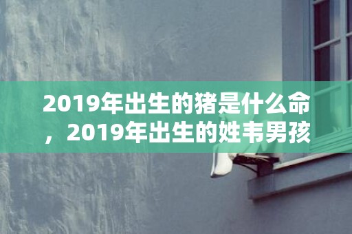 2019年出生的猪是什么命，2019年出生的姓韦男孩如何起名，宜用什么字