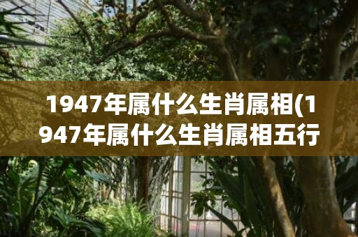 1947年属什么生肖属相(1947年属什么生肖属相五行)(1947年属什么生肖 今年多大了)