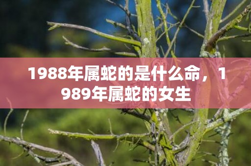 1988年属蛇的是什么命，1989年属蛇的女生