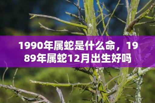 1990年属蛇是什么命，1989年属蛇12月出生好吗