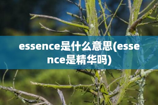 essence是什么意思(essence是精华吗)