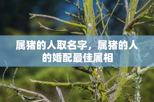 属猪的人取名字，属猪的人的婚配最佳属相