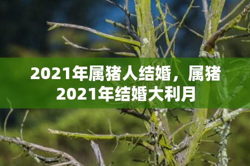 2021年属猪人结婚，属猪2021年结婚大利月
