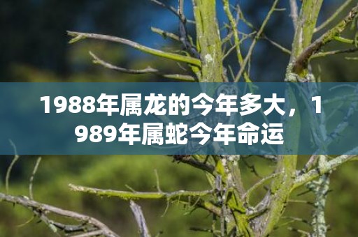 1988年属龙的今年多大，1989年属蛇今年命运
