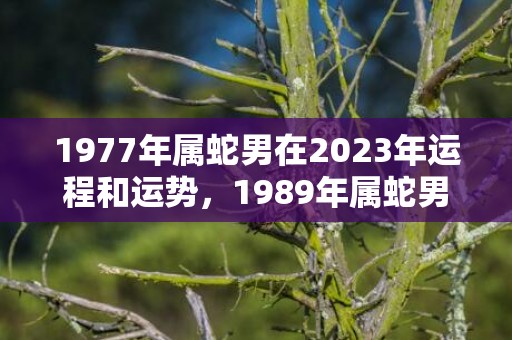 1977年属蛇男在2023年运程和运势，1989年属蛇男今年运势如何
