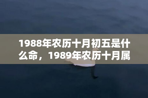 1988年农历十月初五是什么命，1989年农历十月属蛇的运势