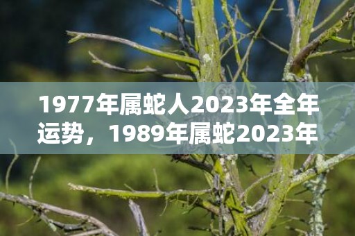1977年属蛇人2023年全年运势，1989年属蛇2023年