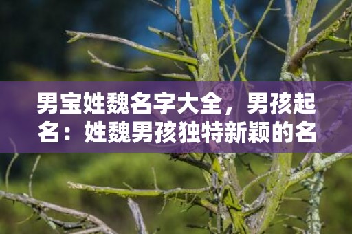 男宝姓魏名字大全，男孩起名：姓魏男孩独特新颖的名字