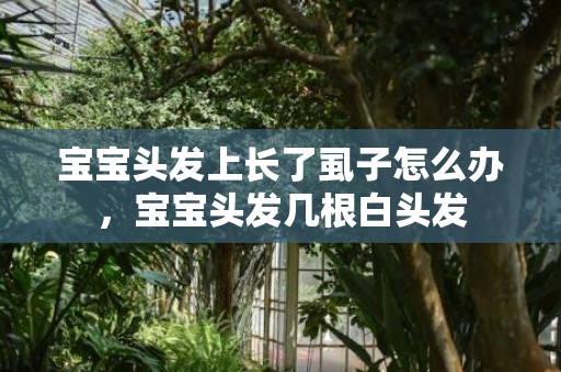 宝宝头发上长了虱子怎么办，宝宝头发几根白头发