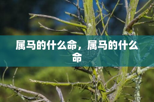 属马的什么命，属马的什么命