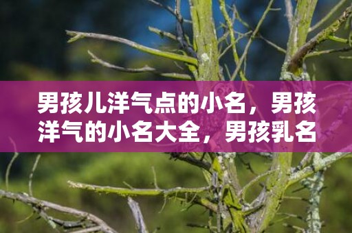 男孩儿洋气点的小名，男孩洋气的小名大全，男孩乳名推荐