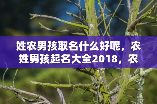 姓农男孩取名什么好呢，农姓男孩起名大全2018，农姓男孩怎么起名？