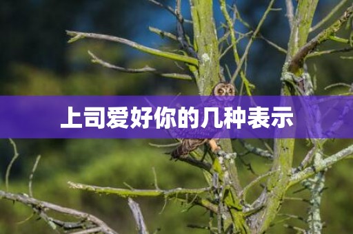 上司爱好你的几种表示
