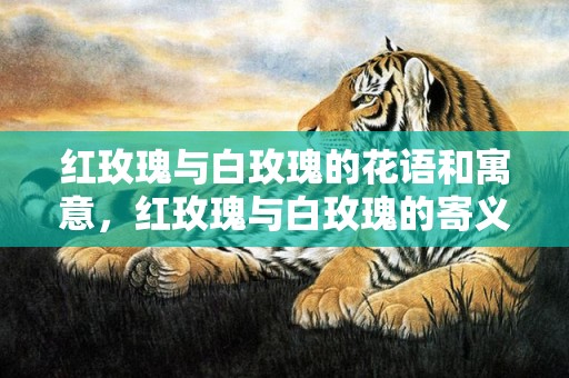 红玫瑰与白玫瑰的花语和寓意，红玫瑰与白玫瑰的寄义