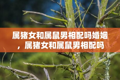 属猪女和属鼠男相配吗婚姻，属猪女和属鼠男相配吗