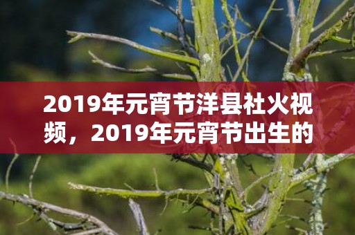 2019年元宵节洋县社火视频，2019年元宵节出生的女孩小名怎么取，起什么小名好？