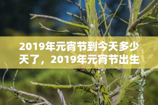 2019年元宵节到今天多少天了，2019年元宵节出生宝宝乳名起名大全,宝宝乳名怎么起萌？
