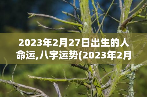 2023年2月27日出生的人命运,八字运势(2023年2月26号是农历几月几日)