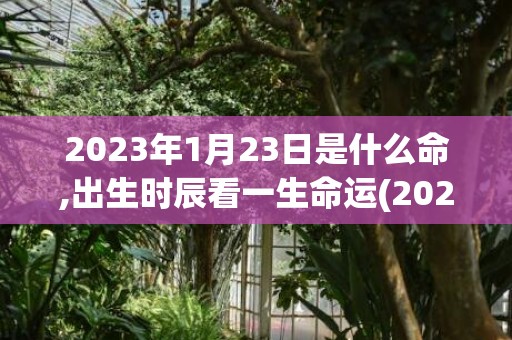 2023年1月23日是什么命,出生时辰看一生命运(2023年1月20日农历是多少)