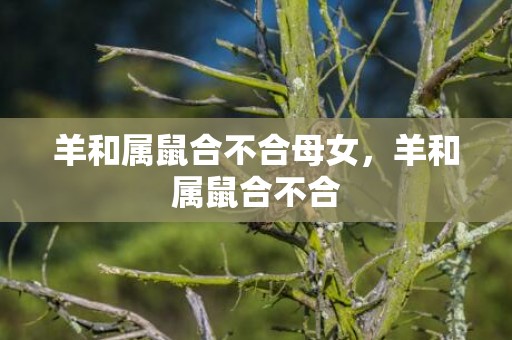 羊和属鼠合不合母女，羊和属鼠合不合