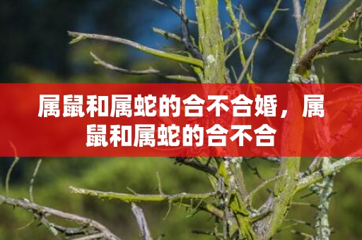 属鼠和属蛇的合不合婚，属鼠和属蛇的合不合