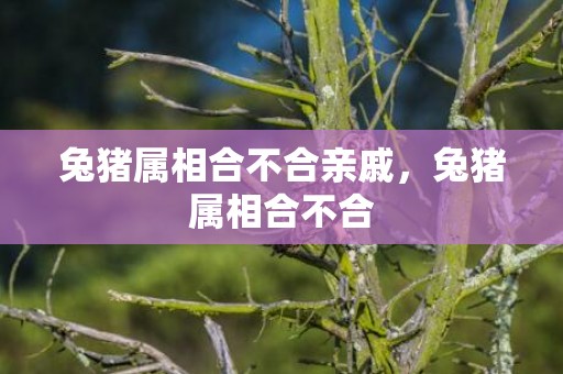 兔猪属相合不合亲戚，兔猪属相合不合