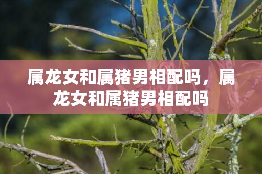 属龙女和属猪男相配吗，属龙女和属猪男相配吗