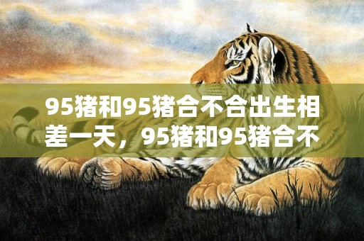 95猪和95猪合不合出生相差一天，95猪和95猪合不合