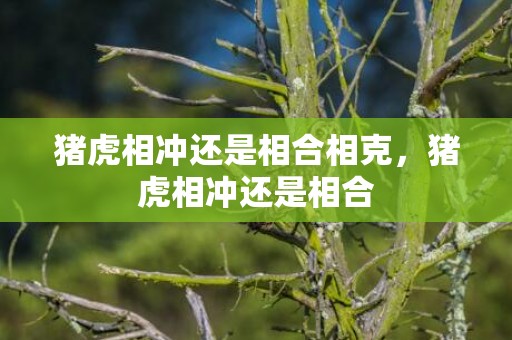 猪虎相冲还是相合相克，猪虎相冲还是相合