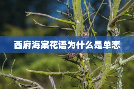 西府海棠花语为什么是单恋