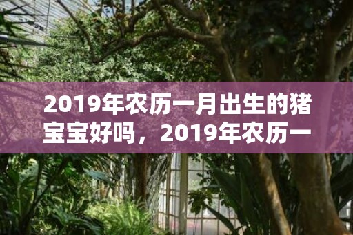 2019年农历一月出生的猪宝宝好吗，2019年农历一月正月初三出生的女孩名字，五行起名