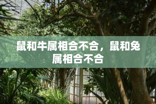 鼠和牛属相合不合，鼠和兔属相合不合