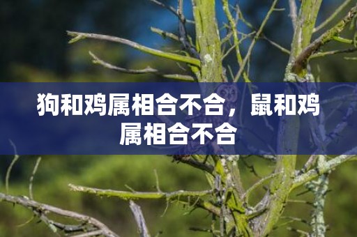 狗和鸡属相合不合，鼠和鸡属相合不合