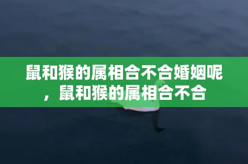 鼠和猴的属相合不合婚姻呢，鼠和猴的属相合不合