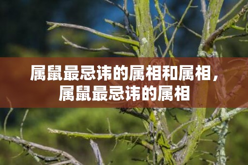 属鼠最忌讳的属相和属相，属鼠最忌讳的属相