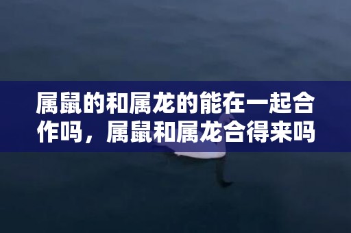 属鼠的和属龙的能在一起合作吗，属鼠和属龙合得来吗
